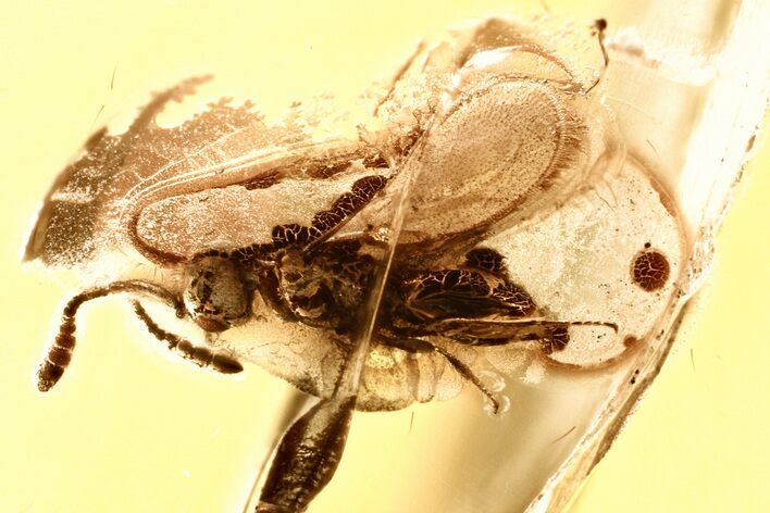 Fossil Parasitoid Wasp (Diapriidae) In Baltic Amber #328196